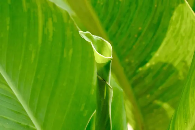 CANNA - Indisches Blumenrohr | Foto: ED