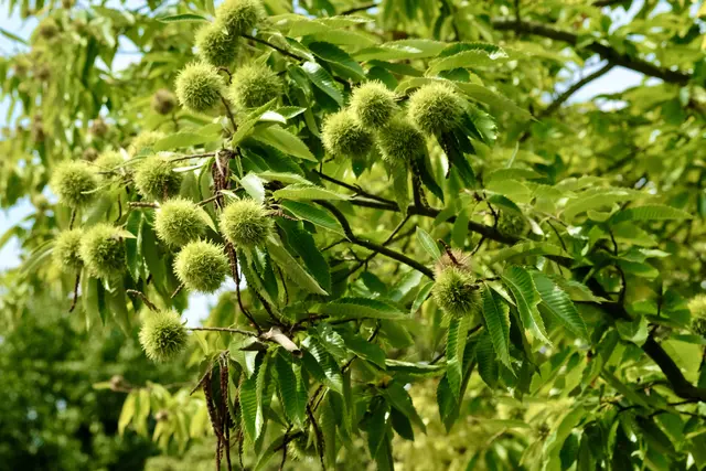 Edelkastanien | Foto: ED