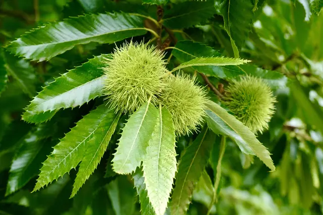 Edelkastanien | Foto: ED