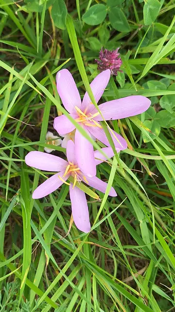 Ein Prachtexemplar von Herbstzeitlose | Foto: Monika Breusch