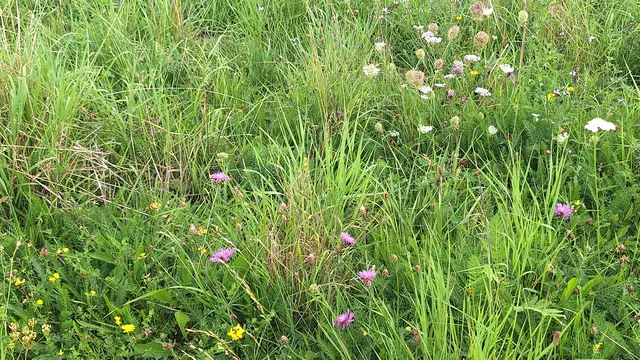 So sehen ungedüngte Wiesen aus ( Waldheide ) | Foto: Monika Breusch