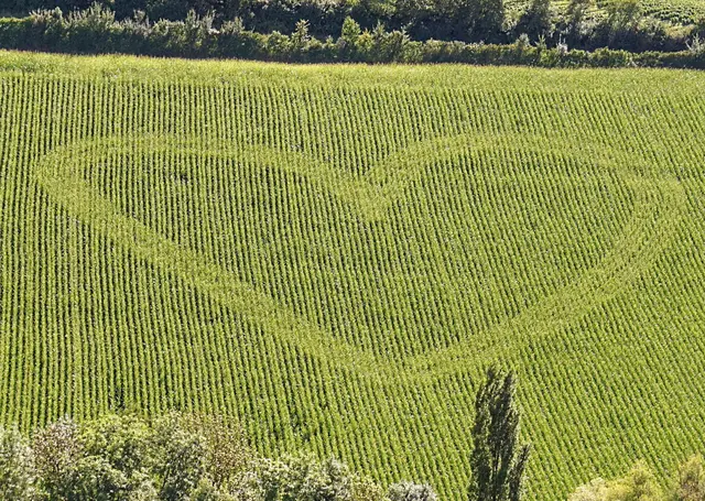Dieses Feld habe ich beim Spaziergang im Obersulmer Paradies, oberhalb von Eichelberg entdeckt. | Foto: Martina Wolf 