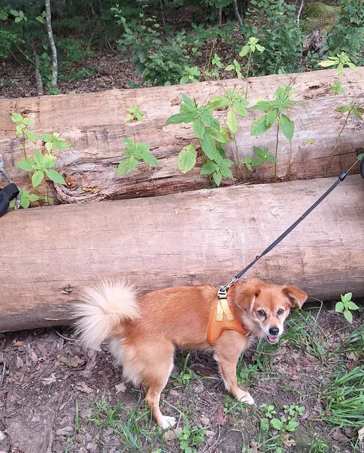 Tilda unser Wanderhund bekommt ein eigenes Bild | Foto: Monika Breusch