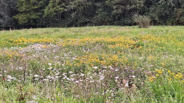 Eine gelbe Pracht aus Rainfarn und Graiskraut | Foto: Monika Breusch