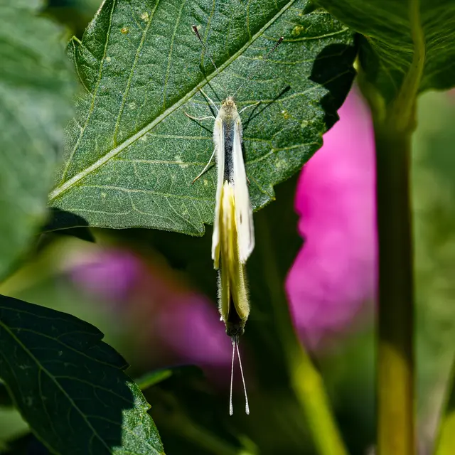 Das Doppelpack an der nächsten Blume | Foto: WKY
