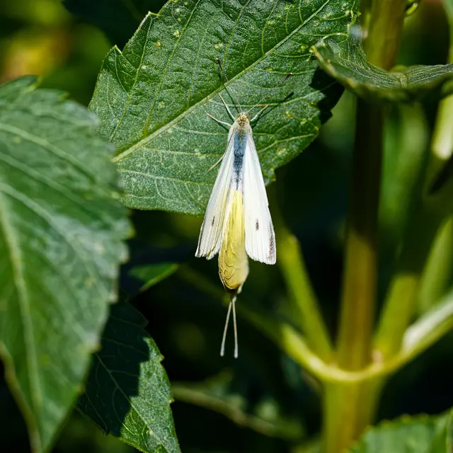 Die Entstehung einer neuen Art 😊 | Foto: WKY