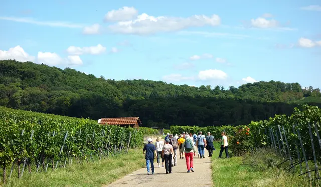 Entlang der Weinberge hoch zum Altenberg. | Foto: Isolde Reitz