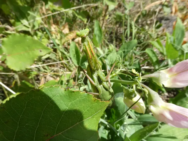 Gottesanbeterin 6 | Foto: Helmut Brehm