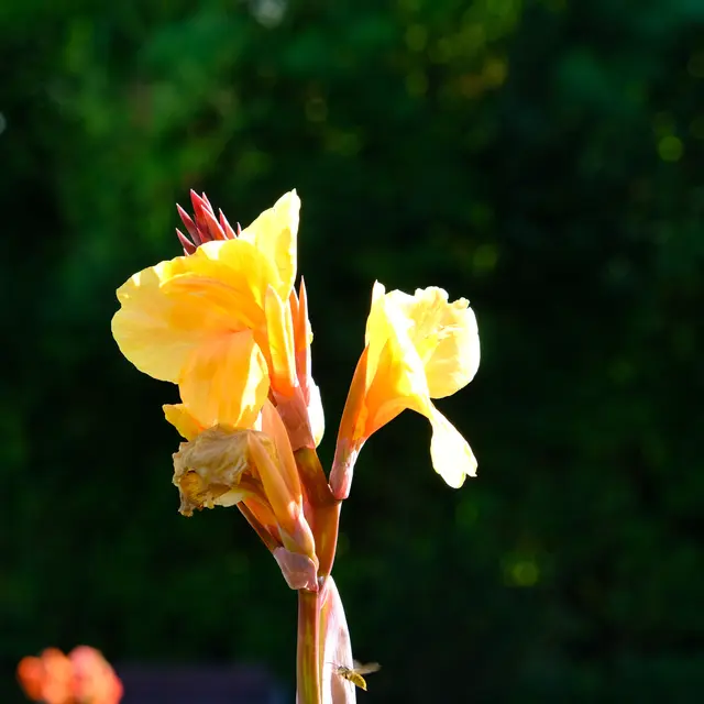 Foto: Eduard Warenik