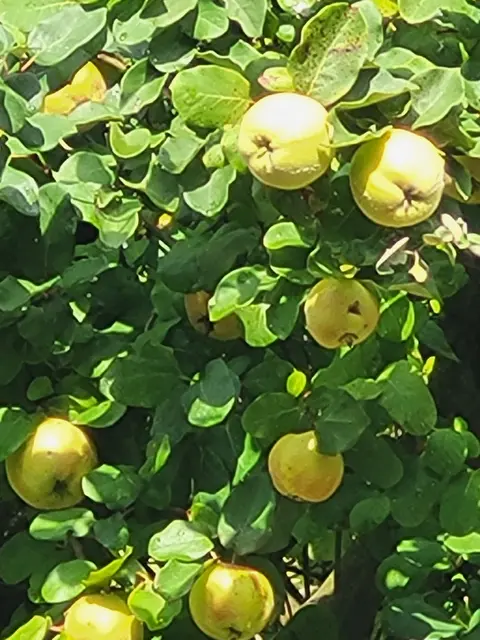 Foto: Mostverein Nagelsberg e.V.
