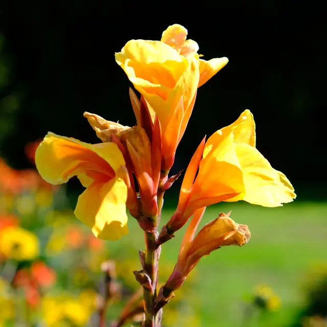 Foto: Eduard Warenik