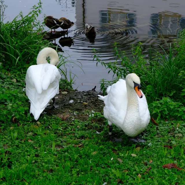 Foto: Eduard Warenik