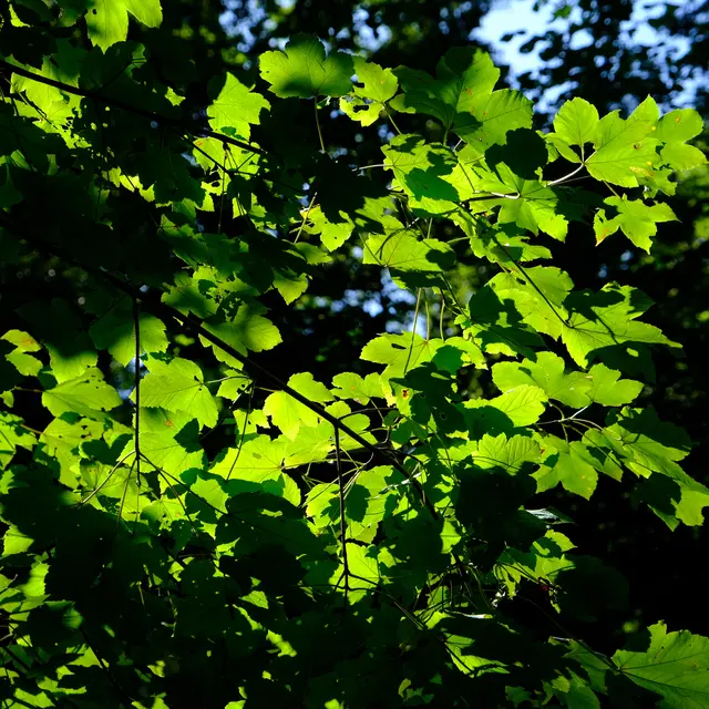 Foto: Eduard Warenik