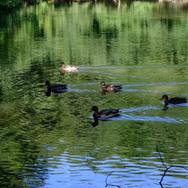 Foto: Eduard Warenik