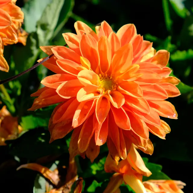 Foto: Eduard Warenik