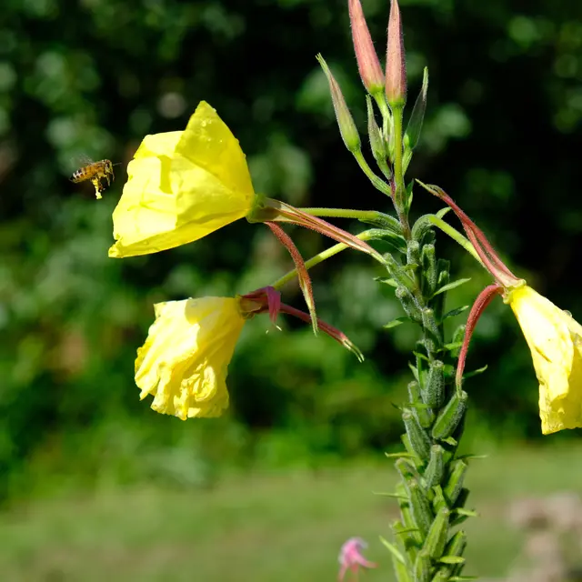 Foto: Eduard Warenik