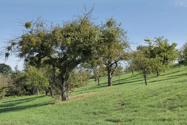 Streuobstwiese | Foto: NLFH