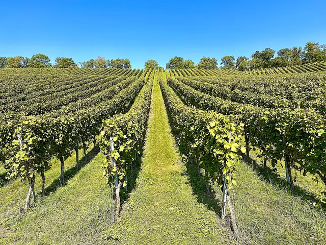 Foto: Heide Böllinger aus Bad Friedrichshall