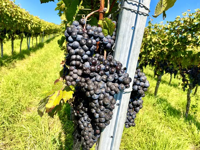 Foto: Heide Böllinger aus Bad Friedrichshall