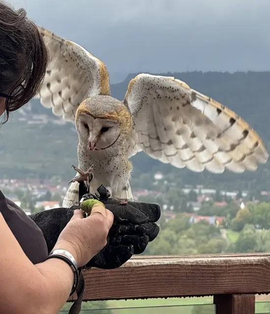 Schleiereule | Foto: Eva Diem