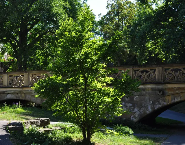Die alte historische Brücke am Hofgarten. | Foto: Daniela Somers