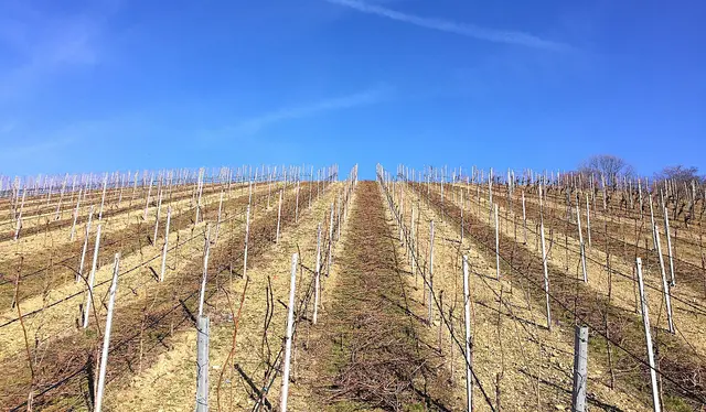 Foto: Heide Böllinger aus Bad Friedrichshall