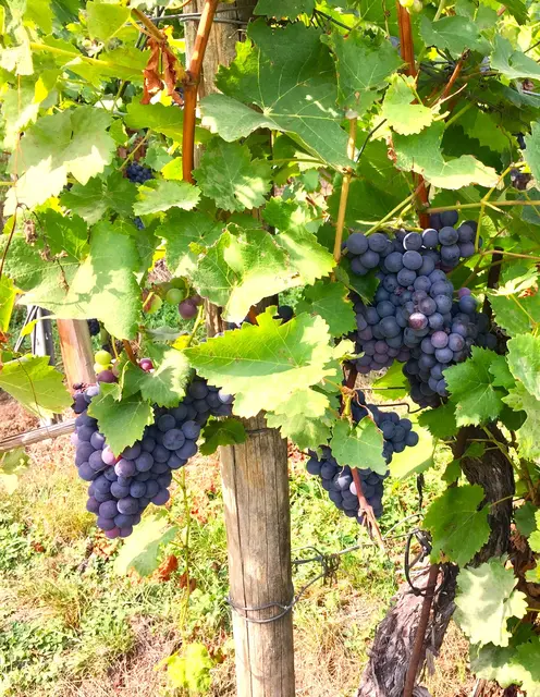 Foto: Heide Böllinger aus Bad Friedrichshall