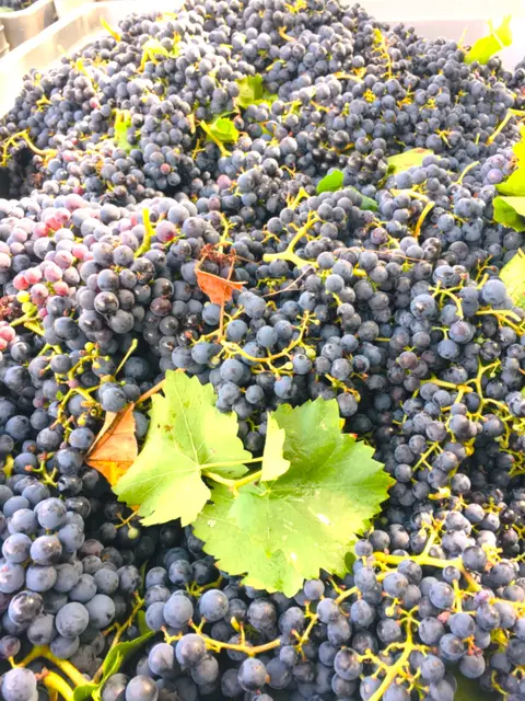 Foto: Heide Böllinger aus Bad Friedrichshall