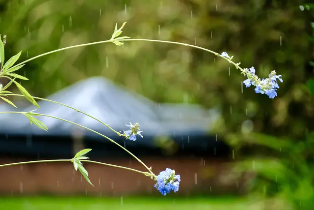 Bei Regen | Foto: ED