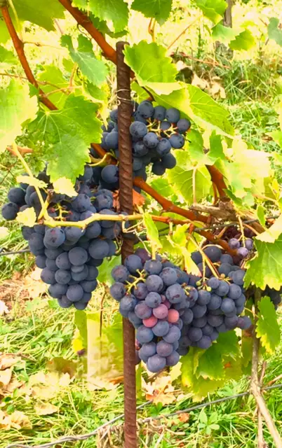 Foto: Heide Böllinger aus Bad Friedrichshall