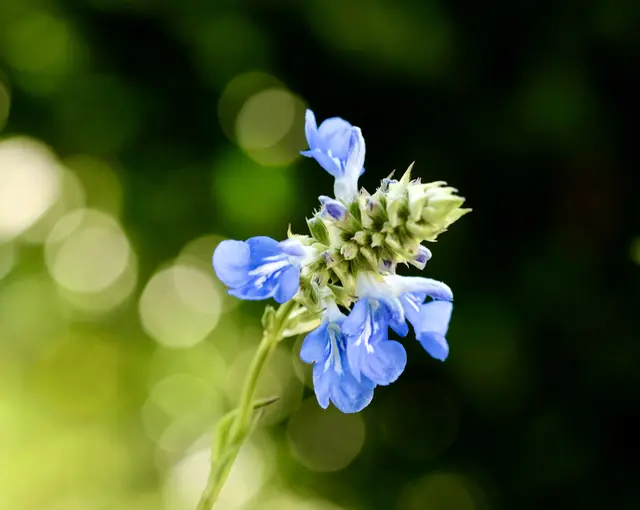 Bei Sonne im Gegenlicht | Foto: ED