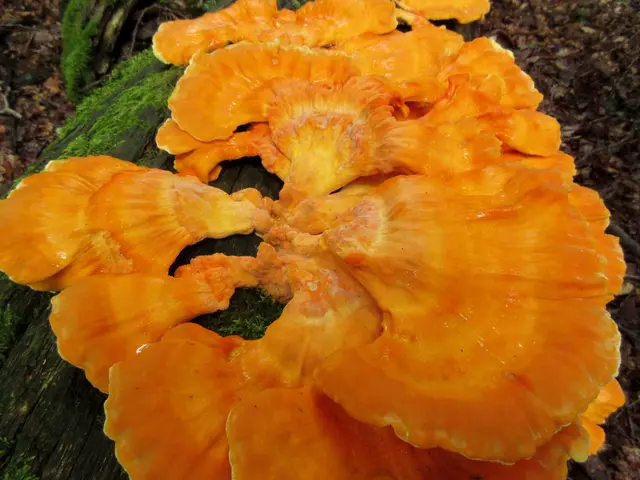 Schwefelporling. Wir kennen uns damit nicht aus, der junge Pilz soll aber gegrillt nach Hühnchen schmecken. Chicken of the Wood | Foto: Wandern Gaby Erich