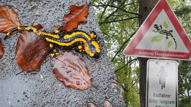 Foto: Nabu Heilbronn u.Umgebung Foto: S. Wiggenhauser