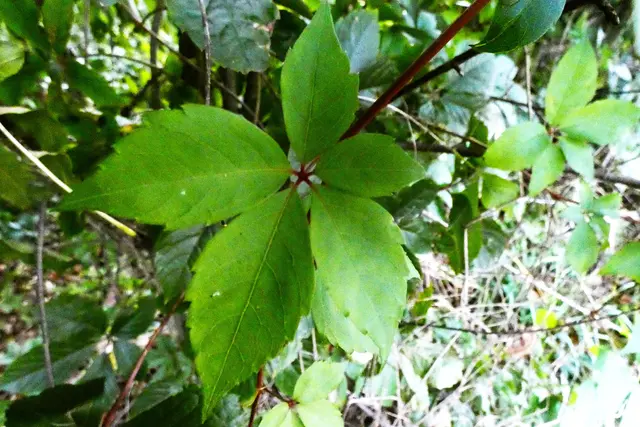 Junges Blattgrün | Foto: Konrad Schomerus