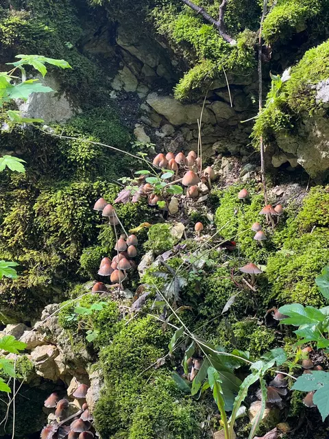 So viele hübsche Pilzchen. Sieht fast ein bisschen wie eine Zwergenlandschaft aus 😀.  | Foto: Ulrich Buckenmayer 
