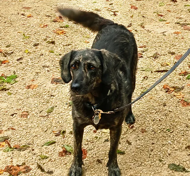 Nur Vicky braucht keinen Mantel,  hat sie doch ein dichtes Unterfell.  | Foto: sigischlottke 