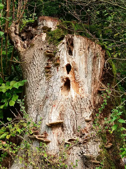 Ein sehenswerter Baumstumpf  - bewachsen mit Baumpilzen und versehen mit tiefen Löchern, die vermutlich ein Specht erschaffen hat.   | Foto: sigischlottke 