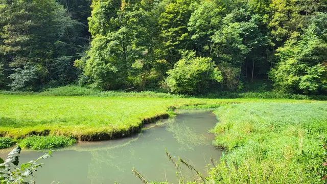 Sumpfwiesen neben der Lauter.  | Foto: Petra Schüssler 