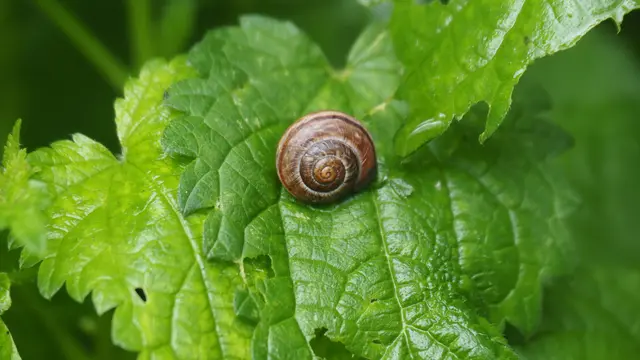 So ein hübsches Schneckle. | Foto: Rainer Göser 