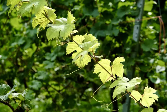 Im Talheimer Weinberg frisches Grün. Die Trauben sind gelesen. | Foto: ED