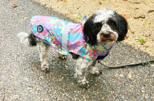 Unsere Hunde tragen teilweise noch ihre hübschen Regenmäntelchen. Hier Zorro in seinem fröhlich bunten Regenschutz. | Foto: sigischlottke 
