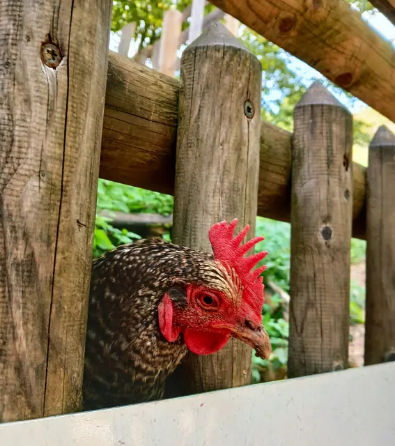Beim Warten auf die Bootsfahrt - ganz hübsche Hühner schauen neugierig durch die Zaunlatten.  | Foto: sigischlottke