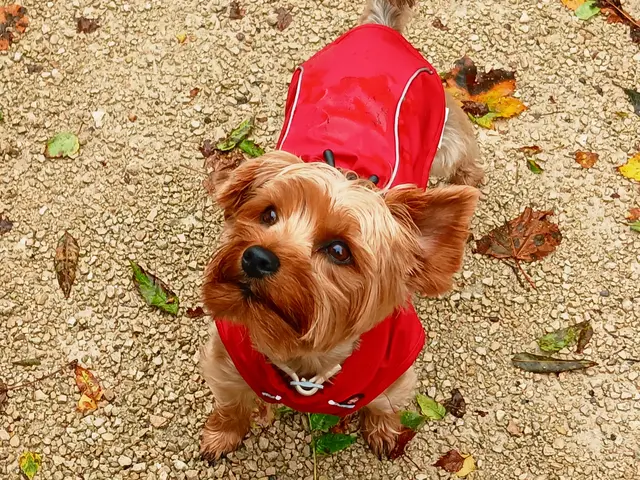 Lilly in knallrot  - sehr passend zu ihrer unerschöpflichen Energie 😀.  | Foto: sigischlottke 