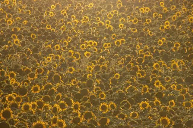 Sonnenblumenmeer | Foto: Hansjörg Sept