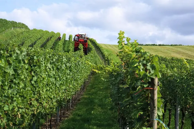 So geht die Trauben-Lese natürlich rasend schnell. Aber ob es den Winzern auch so viel Spaß macht? | Foto: Martina Wolf