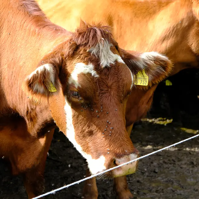 Foto: Eduard Warenik