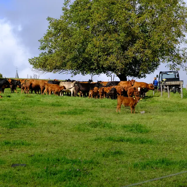 Foto: Eduard Warenik