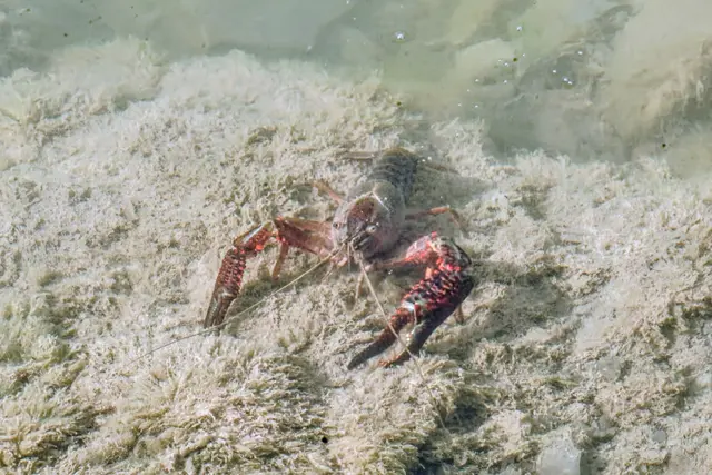 Unbeliebter Einwanderer: Der Amerikanische Sumpfkrebs. | Foto: Martina Wolf