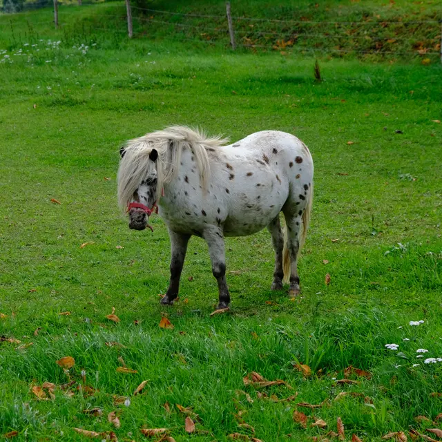 Foto: Eduard Warenik