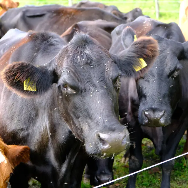 Foto: Eduard Warenik